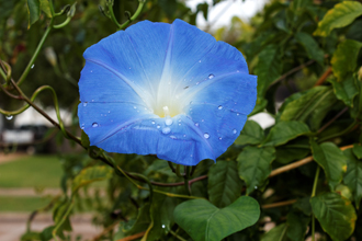 Heavenly Blue Morning Glory with rain drops on the petals